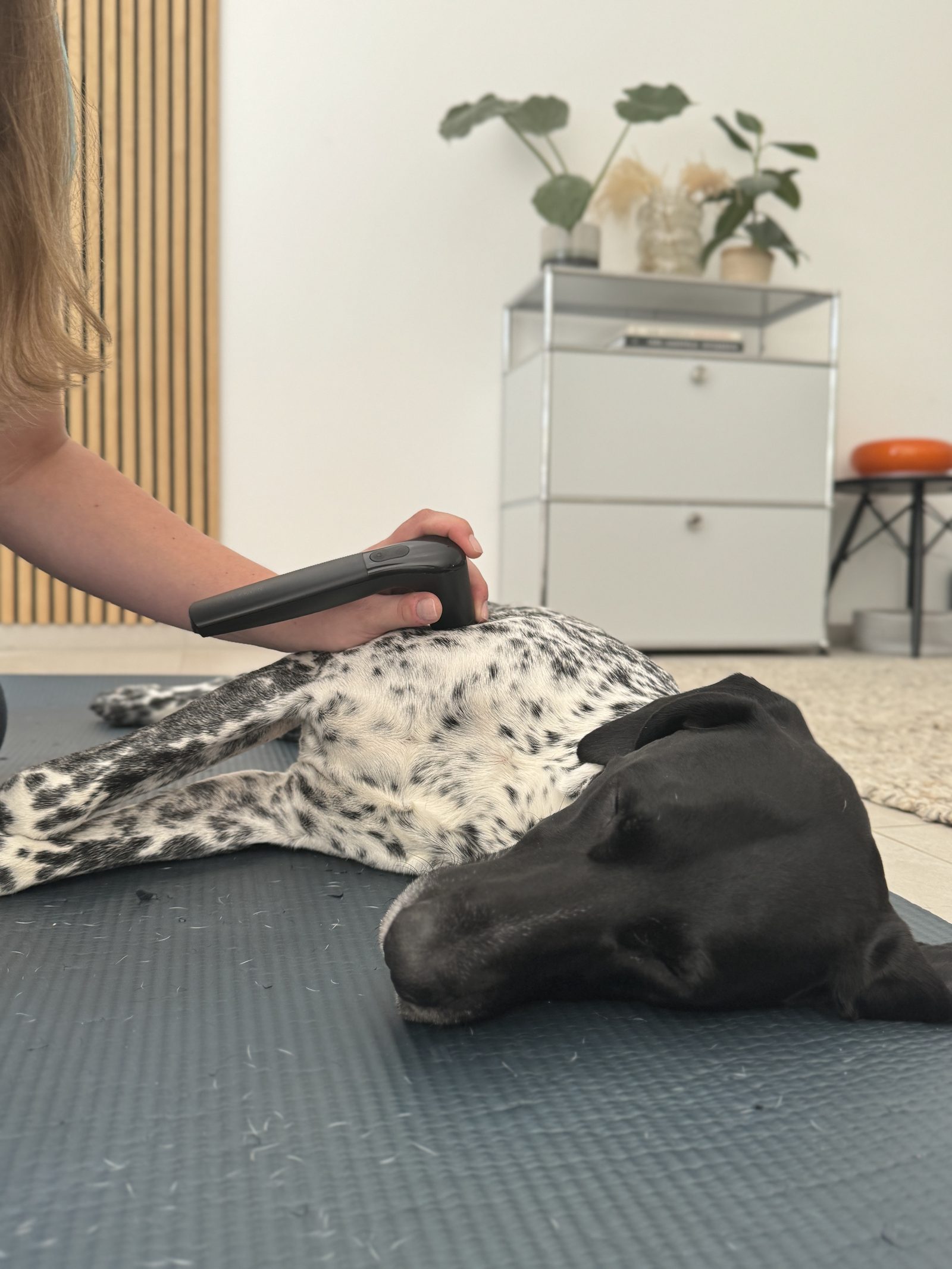 Osteopathische Behandlung eines Hundes in Ahaus